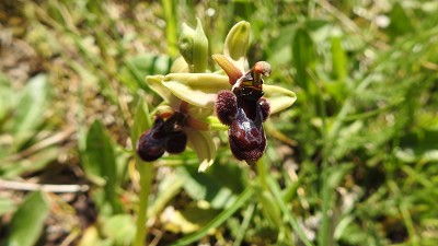 72ophrys bombiliflora x bertolonii