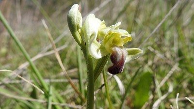 73ophrys pallida