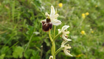 74ophrys brutia