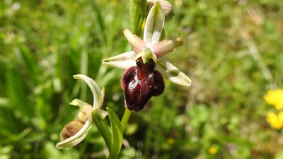 75ophrys exaltata
