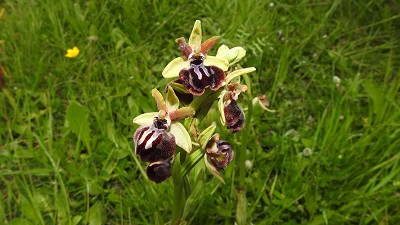 76ophrys garganica