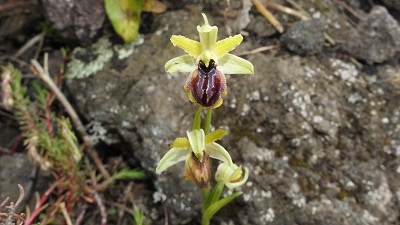 77ophrys grassoana