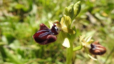 78ophrys incubacea