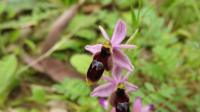 79ophrys lunulata