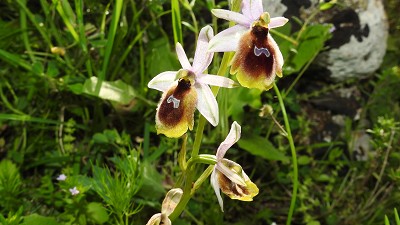 82ophrys lunulata x tenthredinifera