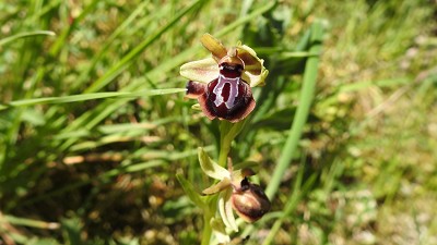 83ophrys panormitana