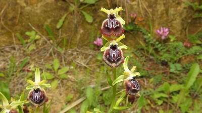 Ophrys panormitana x oxyrrhynchos