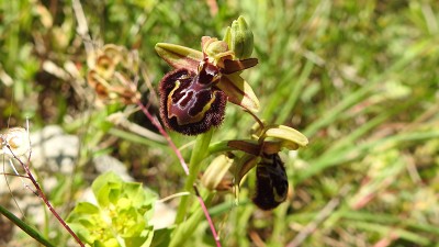 86ophrys speculum x incubacea