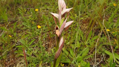 89serapias parviflora