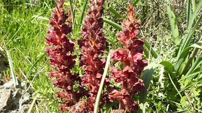 orobanche