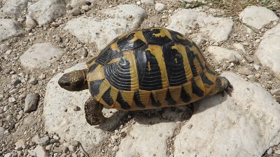 38schildkroete