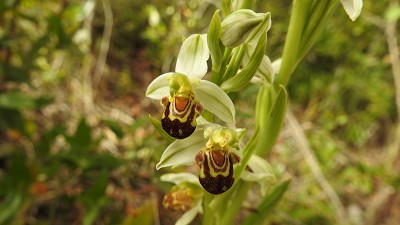 81ophrys_apifera