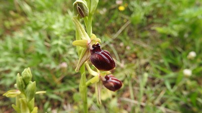 82ophrys_epirotica