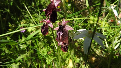 83ophrys_ferrum_equinum