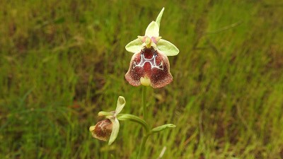 84ophrys_holoserica