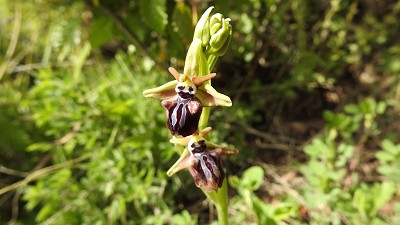 85ophrys_leucophthalmus