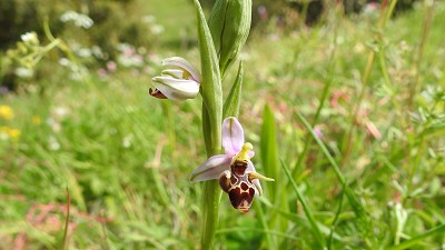 86ophrys_minuscula