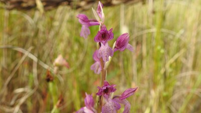 88orchis_coriofera_x_laxiflora