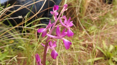 89orchis_laxiflora