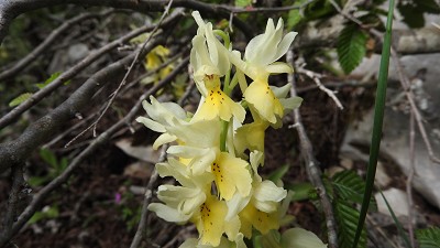 91orchis_pauciflora