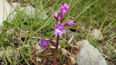 92orchis_quadripunktata