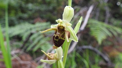 20ophrys_scolopax