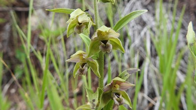 21epipactis