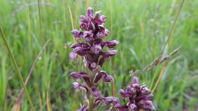 23anacamptis_coriophora