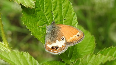 27weissbindiges_wiesenvoegelchen