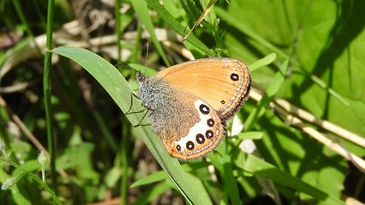 28orientalisches_wiesenvoegelchen