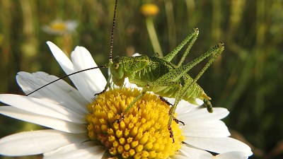 67laubheuschrecke