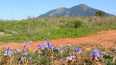 Mittags-Iris