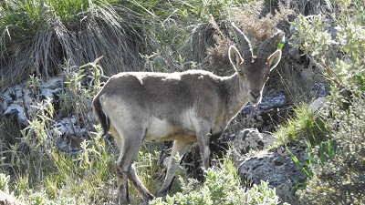 Steinbock