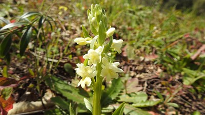 Dactylhoriza markusii