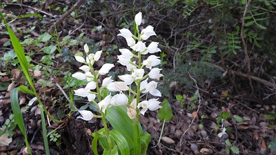 Cephalanthera_longifolia