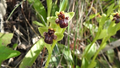 Ophrys_bombyliflora
