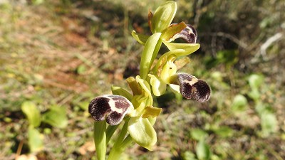 Ophrys_dyris