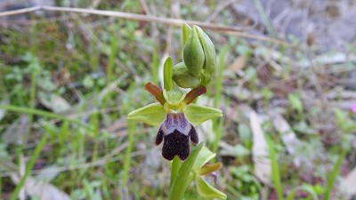 Ophrys malacinata