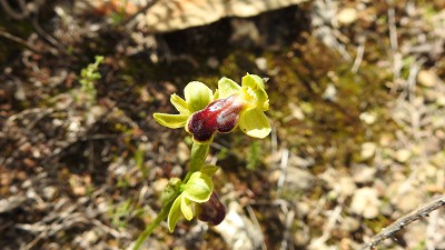 Ophrys_bilunulata