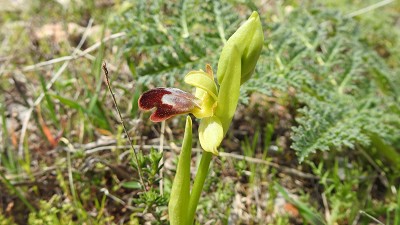 Ophrys bilunulata versus caesiella