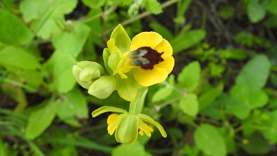 Ophrys_lutea