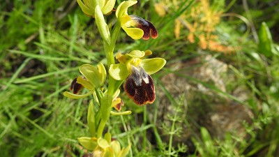 Ophrys_bilunulata_x_malacinata