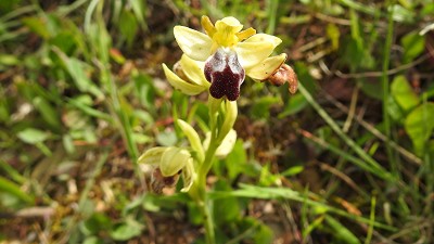 Ophrys_forestieri