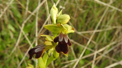 Ophrys_malacinata_x_forestieri