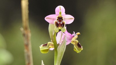 Ophrys_tenthredinifera