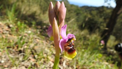 Ophrys_ficalhoana