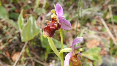 Ophrys_picta
