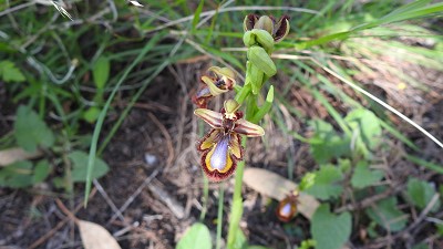 Ophrys_speculum