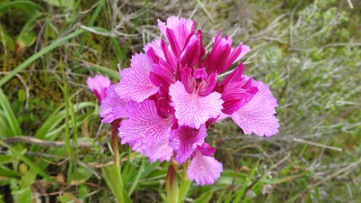 Orchis_papilionacea_grandiflora