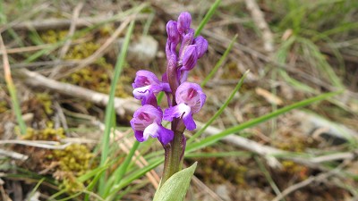 Orchis_champagneuxii